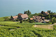 Vineyards in Lavaux region, Switzerland