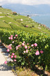 Vineyards in Lavaux region, Switzerland