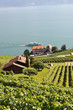 Vineyards in Lavaux region, Switzerland