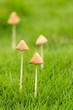 little mushroom