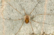 Woodsman on wood, extreme close-up macro photo