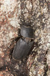 Foto: Lesser stag beetle (dorcus paralellipipedus) on oak, macro photo Lesser stag beetle (dorcus paralellipipedus) on oak, macro photo
