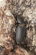 Lesser stag beetle (dorcus paralellipipedus) on oak, macro photo