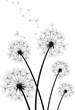 vector dandelions