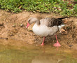 greylag goose