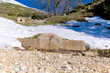 Fonte Mosca, mountain water spring, Gran Sasso, Abruzzo, Italy