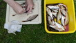 man hands salt fresh caught raw roach fish