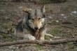 Timberwolf