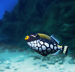Triggerfish Crossbow-clown, Balistoides Conspicillum)