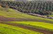 Fields in Morocco
