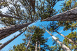 Photo: Forest Forest