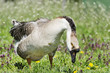 Swan Goose (Anser cygnoides), a domestic goose