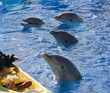 Happy dolphin