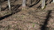 stumps logs deforestation