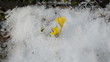 saffron crocus snow