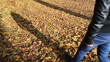 sexy girl woman blue jeans walk autumn leaves floor forest park