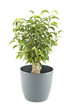 Ficus tree