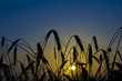 Wheat Sunrise