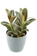 Ficus tree