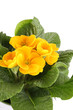 canvas print picture - Yellow Primrose