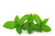 mint