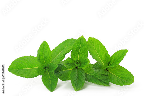 Photo: mint mint