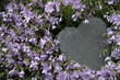 Ein Herz unter lila Blüten