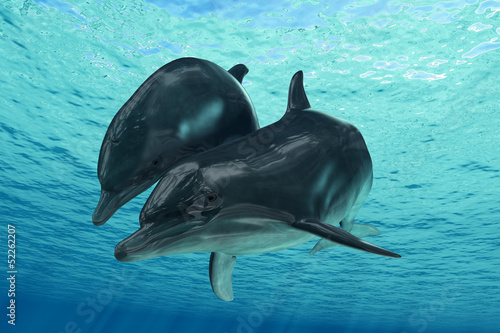 Illustration: Dolphins Dolphins
