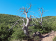 White Bare Tree