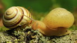 Video: Two snails on a branch. Macro. Time lapse Two snails on a branch. Macro. Time lapse