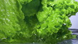 Fresh lettuce salad falls under water with a splash. 