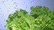 Fresh lettuce salad falls under water with a splash. 