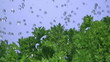 Video: parsley under water with a splash. parsley under water with a splash.