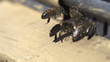 Honey bees swarming and flying around their beehive