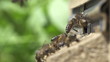Honey bees swarming and flying around their beehive