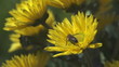 Bees collecting nectar from flower