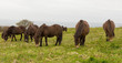 Exmoor Ponies Quantock Hills Somerset England UK.