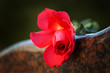 Foto: Rose on the tombstone Rose on the tombstone