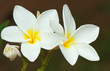 Photo: fleurs blanches de frangipanier fleurs blanches de frangipanier