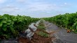 Strawberries at garden beds