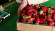 A basket of ripe strawberries on the market