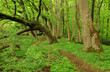 Foto: Wanderweg Wanderweg
