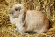 Lop-earred Rabbit
