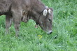 Braunvieh beim grasen