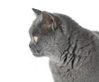 Foto: Closeup portrait of a grey cat Closeup portrait of a grey cat