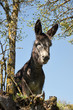 Burrro
