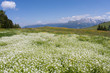 Campi fioriti sulle alpi dolomiti