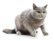 British Shorthair Cat