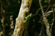 green-eared barbet