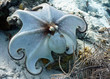funny octopus